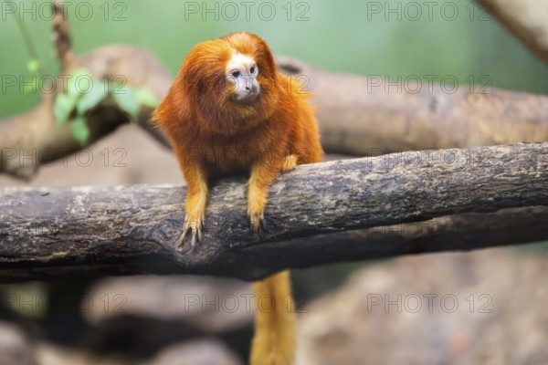 Golden lion tamarin (Leontopithecus rosalia), climbing on a tree, captive, Germany, Europe