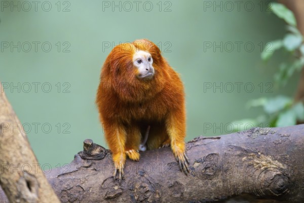 Golden lion tamarin (Leontopithecus rosalia), climbing on a tree, captive, Germany, Europe