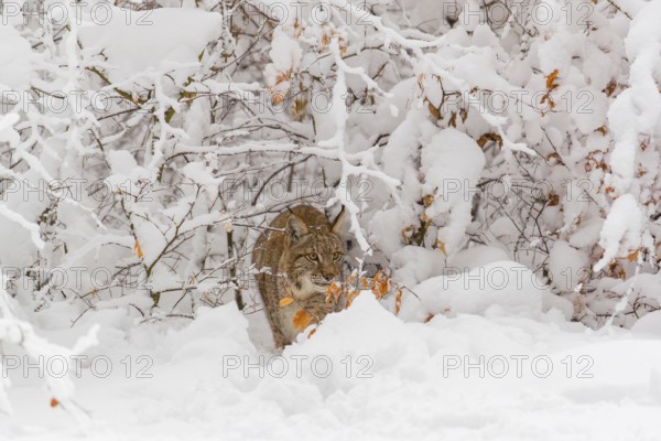 One young male Eurasian lynx, (Lynx lynx), walking through deep snow covered undergrowth in a forest