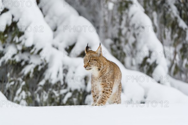 One young male Eurasian lynx, (Lynx lynx), walking over a deep snow covered meadow with a forest in the background