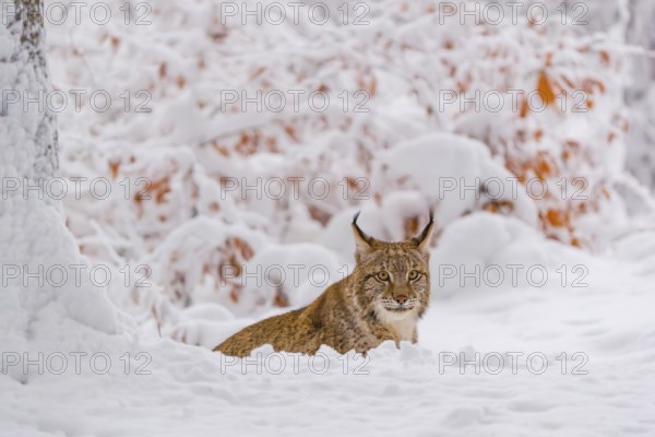 One young male Eurasian lynx, (Lynx lynx), walking through deep snow covered undergrowth in a forest