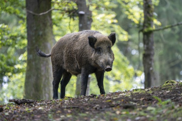 Wild boar (Sus scrofa), boar, Vulkaneifel, Rhineland-Palatinate, Germany, Europe