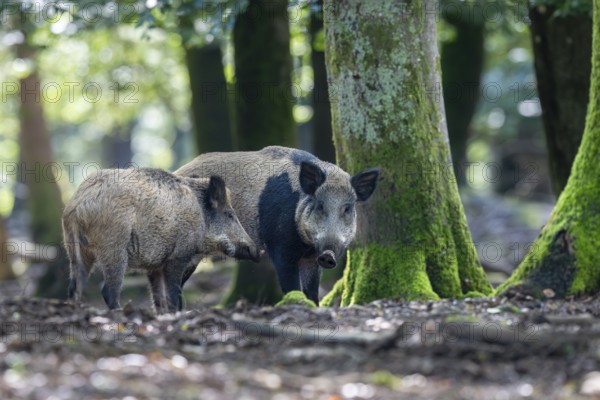 Wild boar (Sus scrofa), Vulkaneifel, Rhineland-Palatinate, Germany, Europe