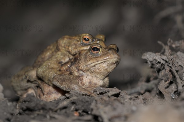 Common toad (Bufo bufo), pair, on the way to spawning waters, evening, toad migration, Bottrop, Ruhr area, North Rhine-Westphalia, Germany, Europe