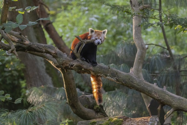 One red panda, Ailurus fulgens, sitting on a branch of a dead tree. Wonderful backlit scene
