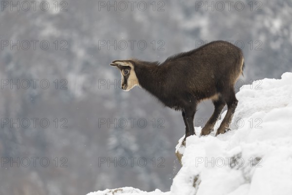 One chamois (Rupicapra rupicapra) standing on snow covered rocks, with distant forest in the background