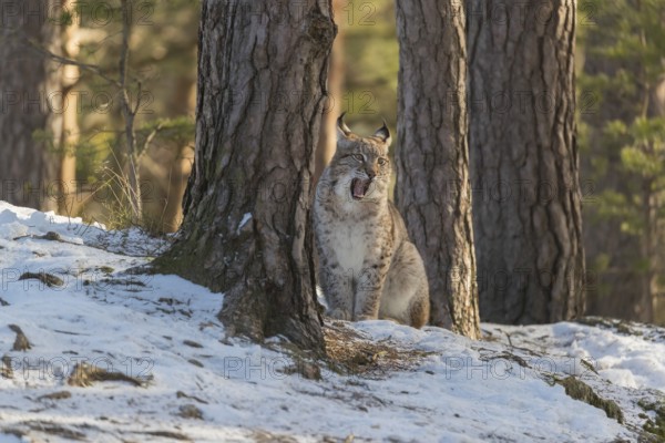 One young male Eurasian lynx, (Lynx lynx), sitting on a snow covered forest ground in early morning light