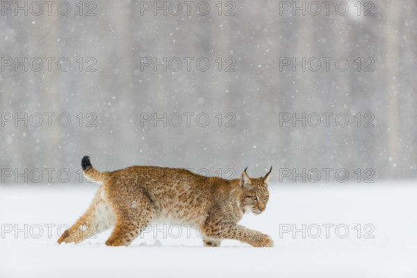 One young male Eurasian lynx, (Lynx lynx), walking over a deep snow covered meadow with a forest in the background