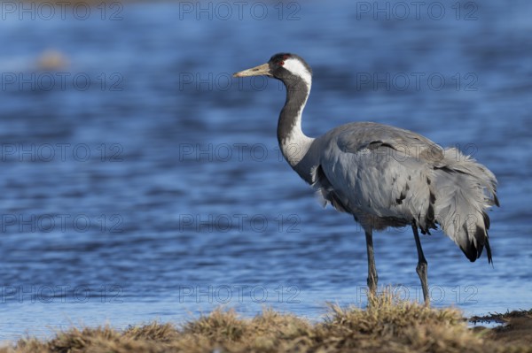 Common crane (Grus grus), Hornborga, Sweden, Europe