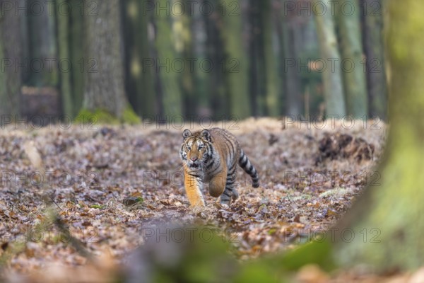 One young female Siberian Tiger, Panthera tigris altaica, running thru a forest