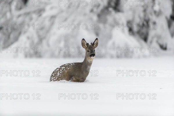 One young male Roe Deer, Roe buck (Capreolus capreolus), running through deep snow. Trees in the background