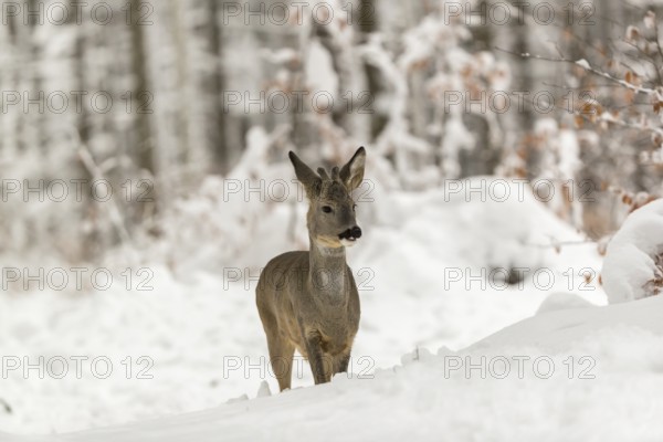 One young male Roe Deer, Roe buck (Capreolus capreolus), walking through a forest in deep snow. Trees in the background
