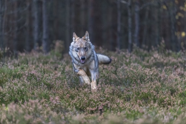 One young male eurasian gray wolf (Canis lupus lupus) running thru a forest with rocks and heather. Green vegetation in the background