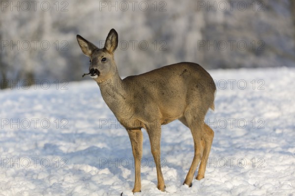 One female Roe Deer, (Capreolus capreolus), walking over a snowy meadow. Snow covered trees in the background