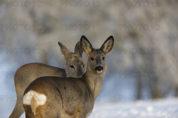 Two female Roe Deer, (Capreolus capreolus), grooming each other standing on a snowy meadow. Snow covered trees in the background