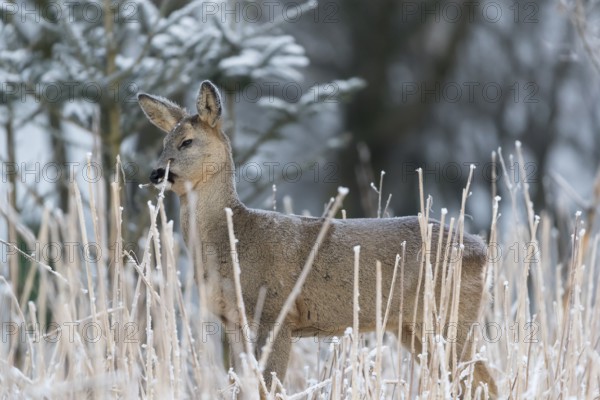 Roe deer standing in hoar frosted dead stinging nettle at minus 15 °C at sunrise. Licking off the hoar frost. Trees and dead stinging nettle in background