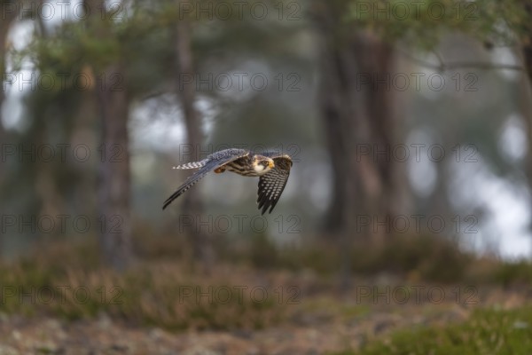 One female red-footed falcon (Falco vespertinus) flying at the edge of a forest. Green vegetation in the background