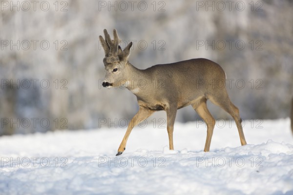 One male Roe Deer, (Capreolus capreolus), walking over a snowy meadow. Snow covered trees in the background