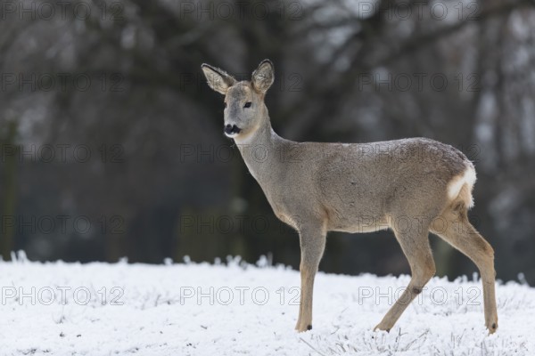 Roe deer standing in hoar frosted dead stinging nettle at minus 15 °C. Trees in background