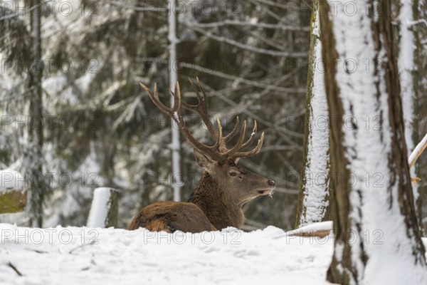 One Red Deer stag resting in a snow covered dense forest in winter