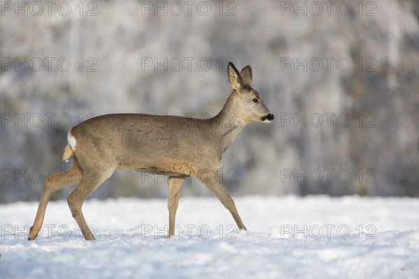 One female Roe Deer, (Capreolus capreolus), walking over a snowy meadow. Snow covered trees in the background