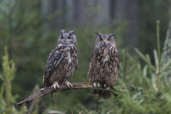 One female and one male Eurasian Eagle Owl, Bubo bubo, perched on a branch. A forest in the background