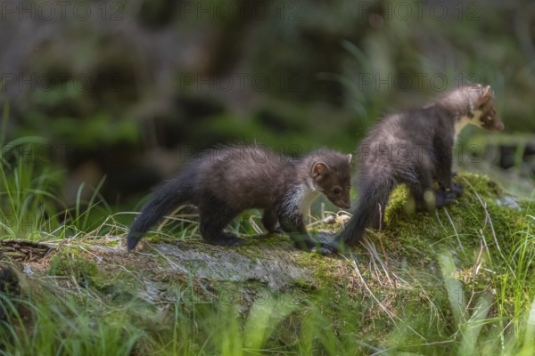 Two beech marten (Martes foina), playing on the forest floor between green vegetation