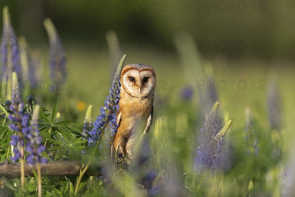 One barn owl (Tyto alba) sitting on a branch lying in a field of flowering lupines in late evening light