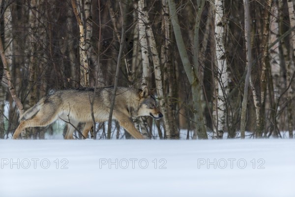 One male eurasian gray wolf (Canis lupus lupus) walking thru deep snow with a forest in the background