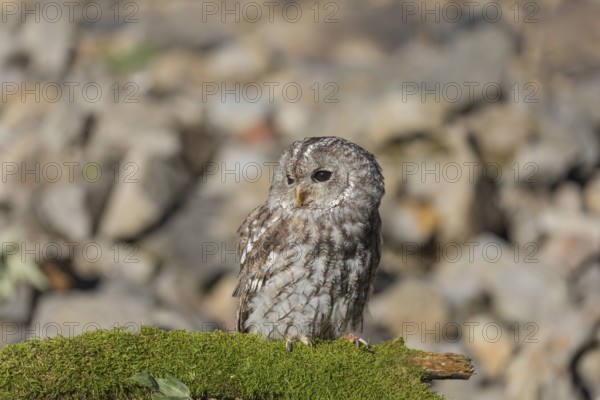 One tawny owl or brown owl (Strix aluco) sitting on a mossy branch