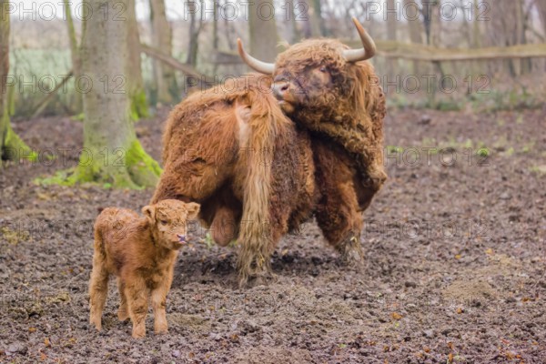 A Highland calf (Bos primigenius taurus) stands in a forest close to its father