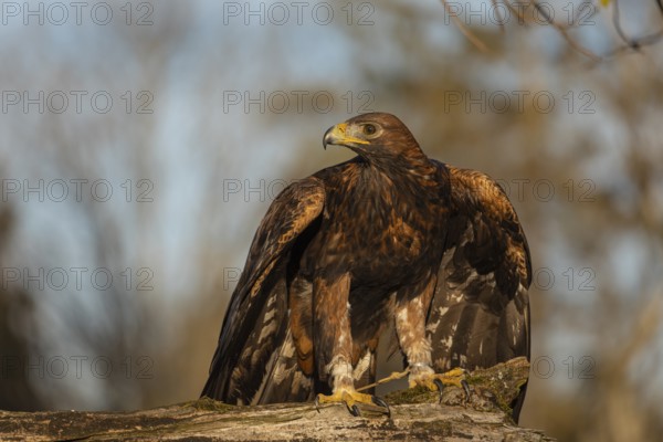One golden eagle (Aquila chrysaetos) sitting on a broken and rotting log with fall foliage in the background