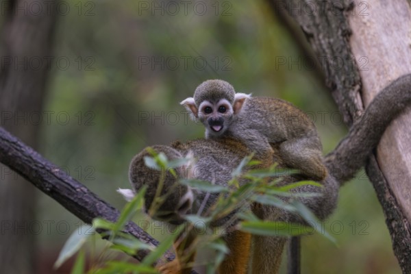 One female Central American squirrel monkey, Saimiri oerstedii, carrying her baby. Green vegetation around