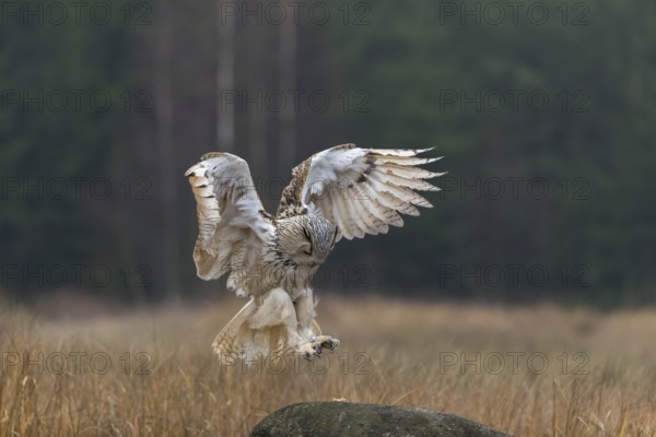 One Siberian Eagle Owl (Bubo bubo sibiricus) landing on a rock between tall reed grass lakeshore on an autumnal misty cold morning