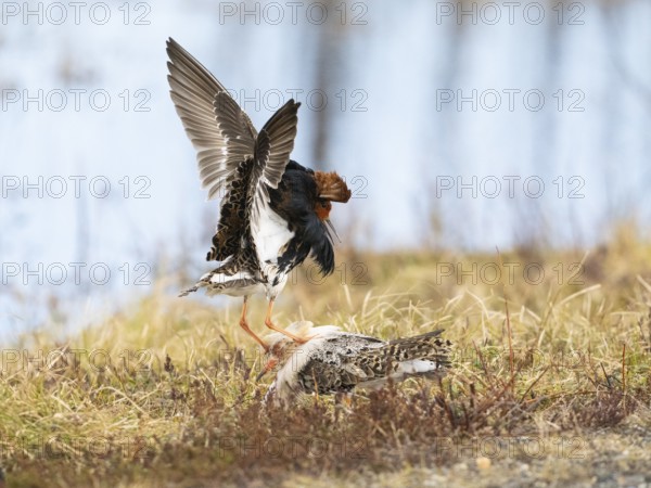 Ruff (Calidris pugnax) two males in breeding plumage at lek, fighting over female, Pokka, Finnish Lapland