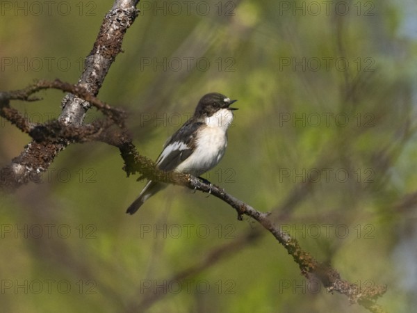 European Pied Flycatcher (Ficedula hypoleuca) male perched on branch singing, May, Finnish Lapland