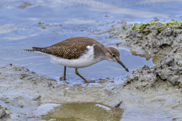 Common sandpiper (Actitis hypoleucos, Tringa hypoleucos) foraging for invertebrates in mud along muddy pond shore in wetland in summer