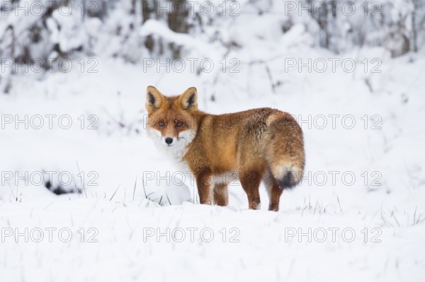 Red fox (Vulpes vulpes), on a snow covered field in the winter, looking over its shoulder, alert, Hesse, Germany, Europe