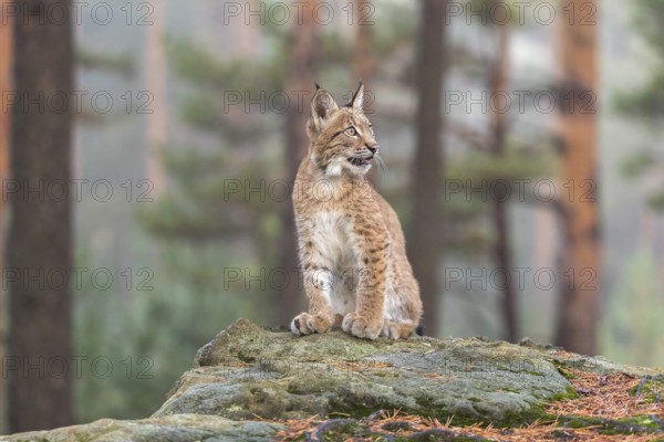 One young Eurasian lynx, (Lynx lynx), sitting on a rock in a forest. Early morning light at sunrise. Trees in the background