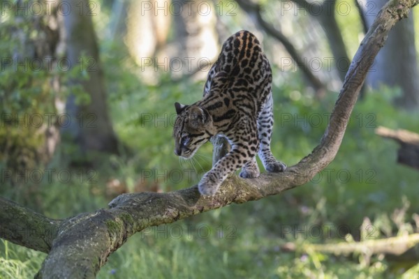 One Ozelot, Leopardus pardalis, walking on a fallen tree with green vegetation in the background