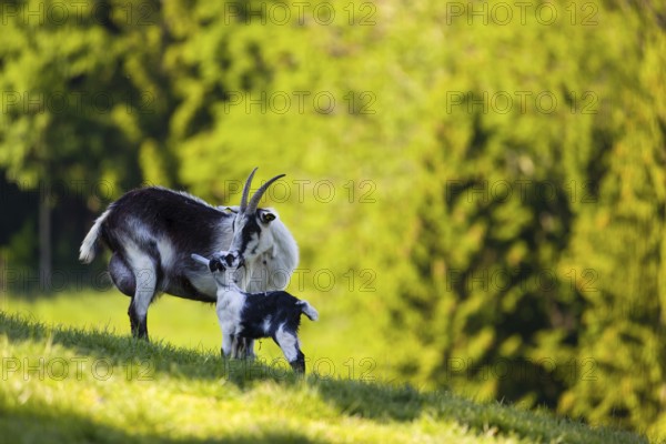 A female peacock goat (Capra aegagrus f. hircus) with her young is standing on a fresh green meadow with a forest in the background