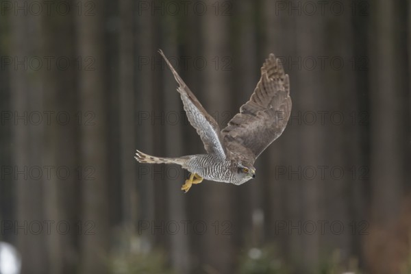 Northern goshawk, Accipiter gentilis, flying through a forest in winter and lands on a dead branch of a tree