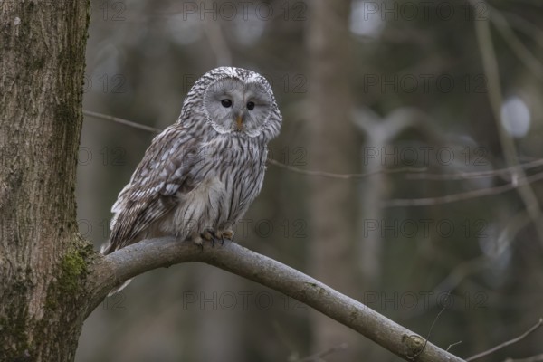 One Ural owl (Strix uralensis) sitting on a branch of a tree in a forest