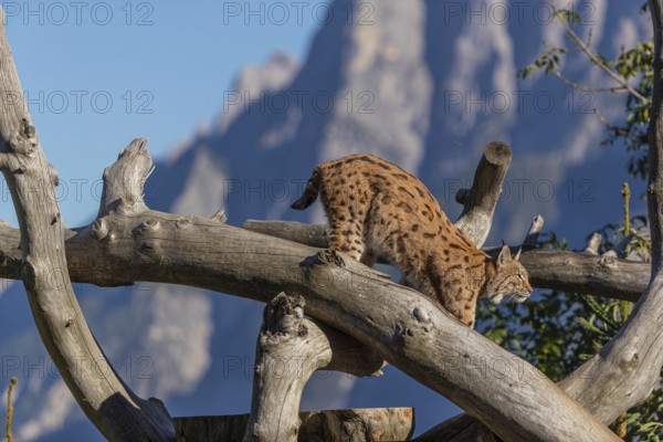 One Eurasian lynx, (Lynx lynx), climbing high up on a dead tree. Side view with mountains and green vegetation in the background