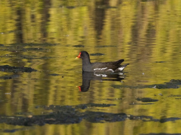 Teichhuhn (Gallinula chloropus), Vogel schwimmt über einen See, mit seinem Spiegelbild im Wasser, Hessen, Deutschland