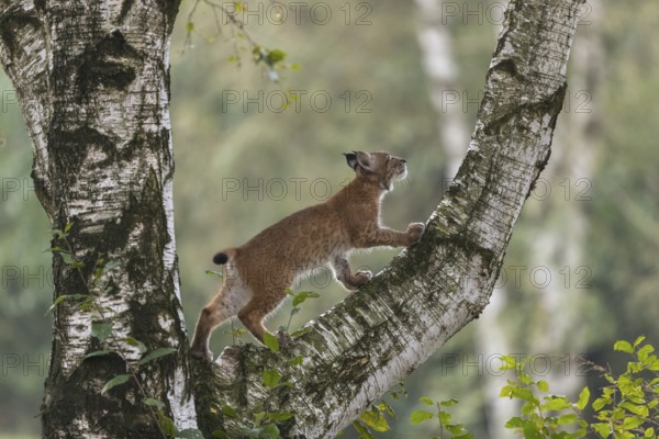One young Eurasian lynx, (Lynx lynx), climbing up a birch tree, a forest in the background