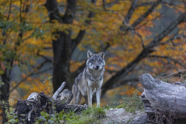One eurasian gray wolf (Canis lupus lupus) standing between logs on a hill with a forest in fall colours in the background