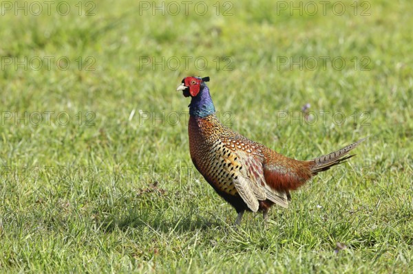 Pheasant, hunting pheasant (Phasianus colchicus), adult male bird in a meadow, wildlife, Lembruch, Ochsen Moor, Dümmer nature park Park, Lower Saxony, Germany, Europe