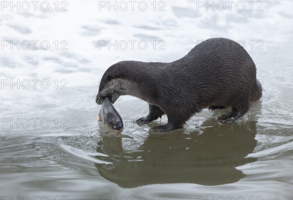 Otter (Lutra lutra) eating prey fish at a partly frozen pond, snow, Germany, Europe
