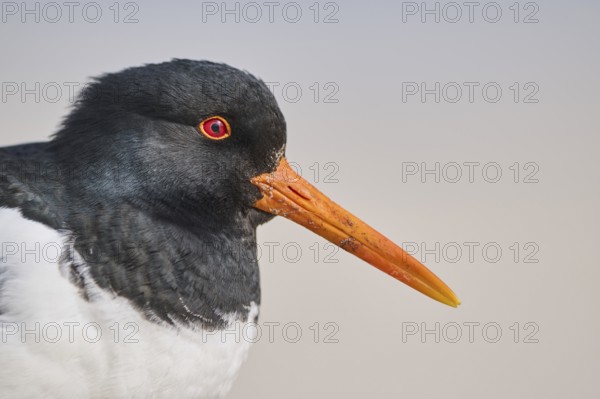 Eurasian oystercatcher (Haematopus ostralegus) portrait, on the beach, Düne, Helgoland, Schleswig-Holstein, Germany, Europe